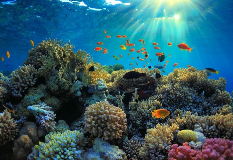 Pronađen novi koraljni greben viši od 500 metara
